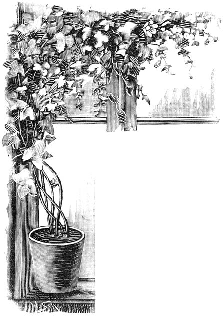 Fig. 161. Passiebloem in een vensterbank.