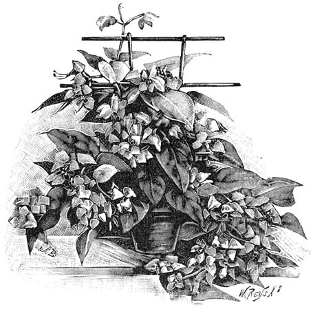 Fig. 165. Clerodendron Balfouri.