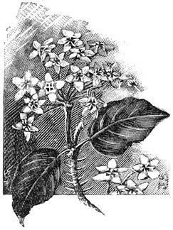 Fig. 166. Hoya carnosa.