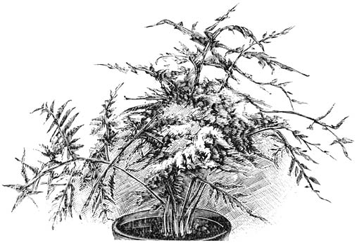 Fig. 168. Asparagus plumosus nanus.