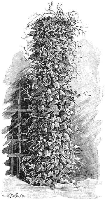 Fig. 172. Melothria abyssinica.