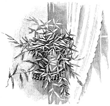 Fig. 174. Oplismenus (Panicum) variegatus.