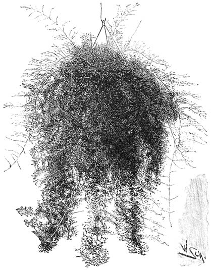 Fig. 175. Asparagus Sprengeri.