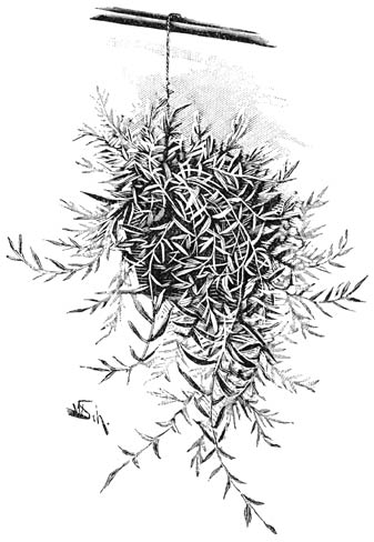 Fig. 177. Othonna crassifolia.