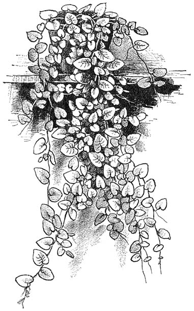 Fig. 178. Ficus repens.