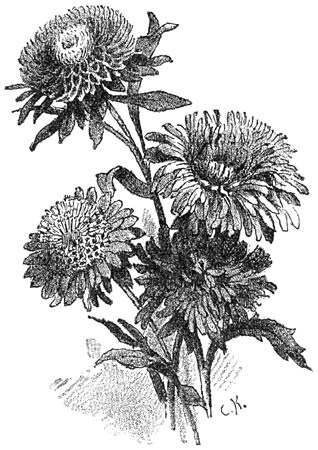 Fig. 179. Asters.