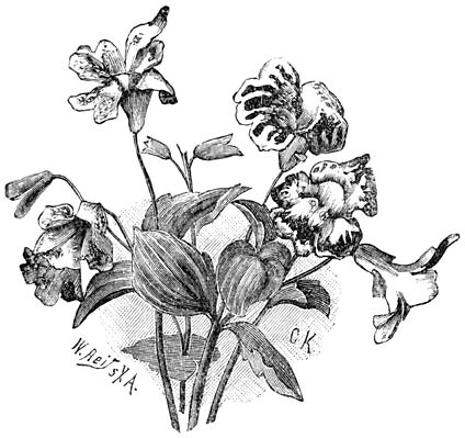 Fig. 180. Mimulus hybridus.