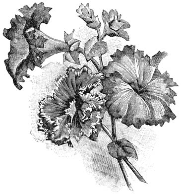 Fig. 181. Enkel- en gevuldbloemige Petunia’s.