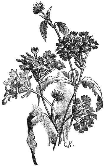 Fig. 182. Verbena hybrida