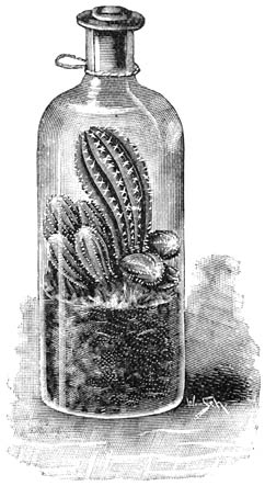 Fig. 187. Cactus-zaailingen in een medicijn-fleschje.