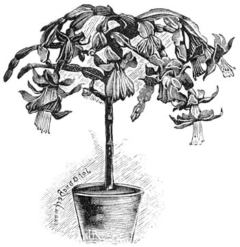 Fig. 188. Epiphyllum truncatum.
