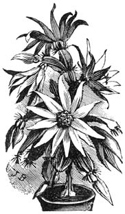 Fig. 189. Epiphyllum Gærtnerianum.