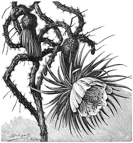 Fig. 191. Cereus grandiflorus (Koningin van den nacht).