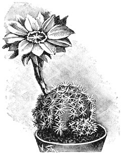 Fig. 193. Echinopsis Eyriesii.