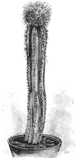 Fig. 200. Mamillaria fuscata op een Cereus veredeld.