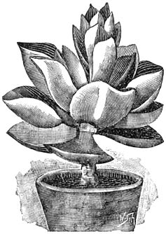 Fig. 203. Echeveria metallica.