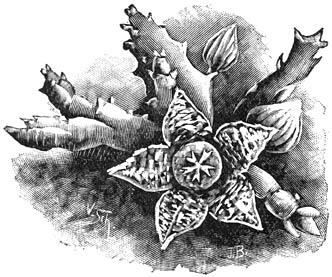 Fig. 206. Stapelia variegata.