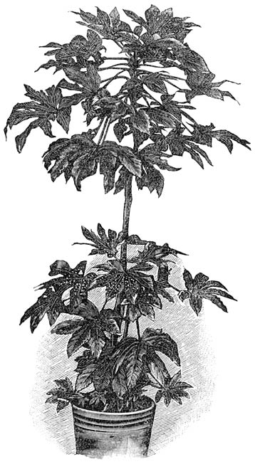 Fig. 210. Aralia (Fatsia) japonica.
