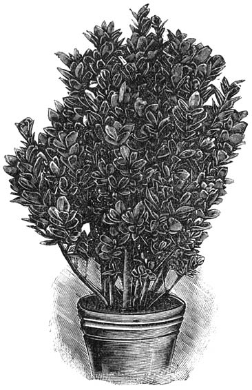 Fig. 212. Evonymus japonicus variegatus.