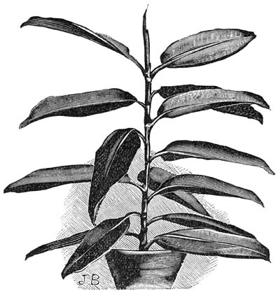 Fig. 213. Ficus elastica.