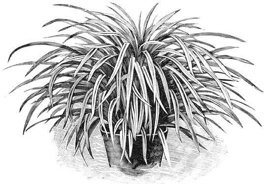 Fig. 216. Ophiopogon Jaburan fol. var.