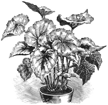 Fig. 219. Begonia Rex.