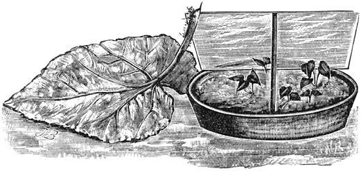 Fig. 220. Het voortkweeken van Bladbegonia’s.
