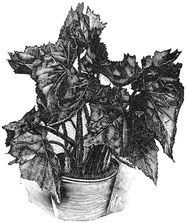 Fig. 221. Begonia rubella.