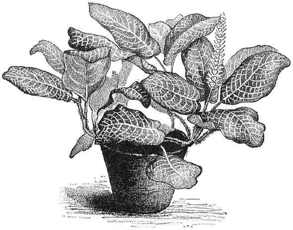 Fig. 223. Fittonia Verschaffeltii.