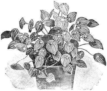 Fig. 226. Peperomia Verschaffeltii.