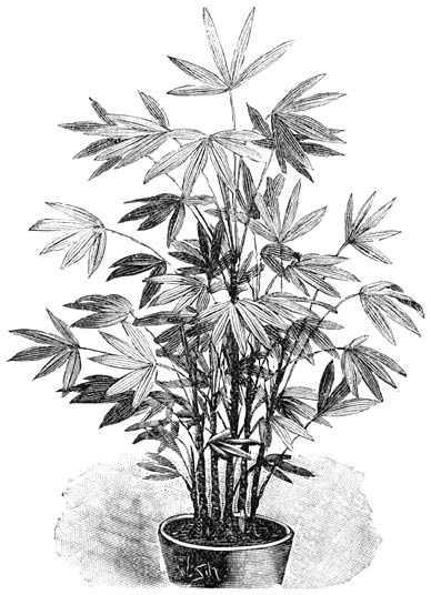 Fig. 232. Rhapis flabelliformis.