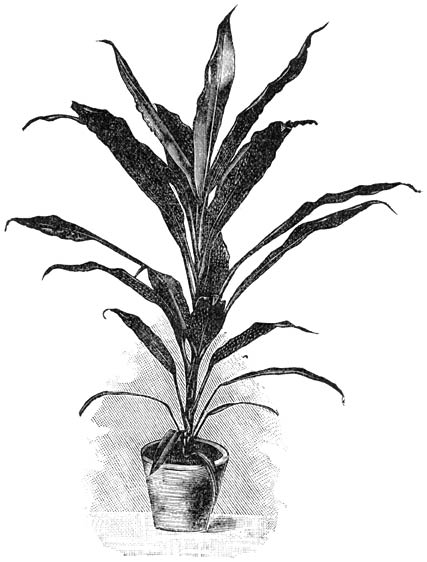 Fig. 234. Cordyline terminalis rosea.