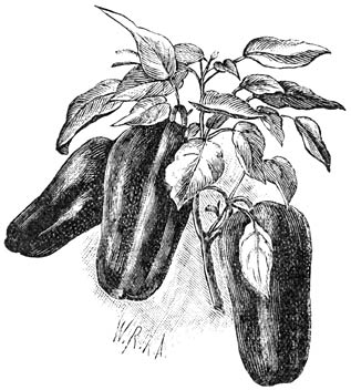 Fig. 239. Vruchten van Capsicum annuum.