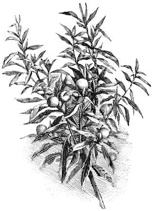 Fig. 240. Solanum Pseudo-Capsicum.