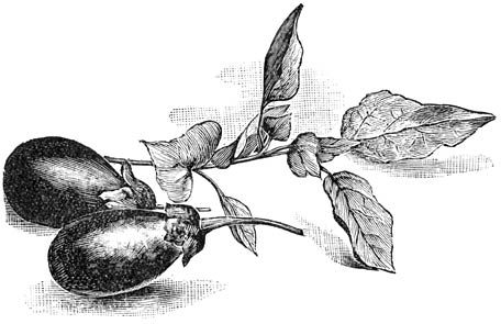 Fig. 241. Vruchten van Solanum Melongena.