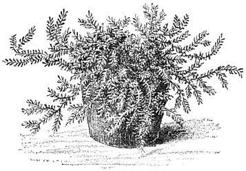 Fig. 248. Selaginella denticulata.