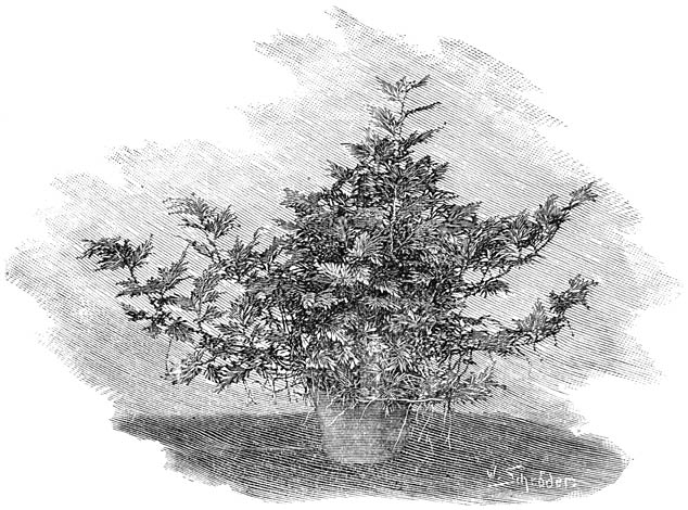 Fig. 250. Selaginella inæqualifolia.