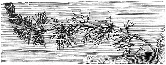 Fig. 252. Cabomba caroliniana.