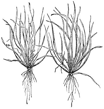 Fig. 254. Vallisneria spiralis.