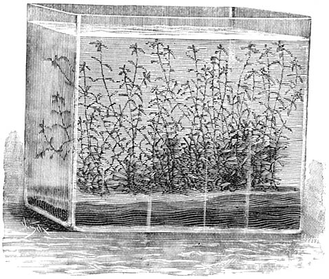 Fig. 255. Callitriche verna, in een elementglas gekweekt.