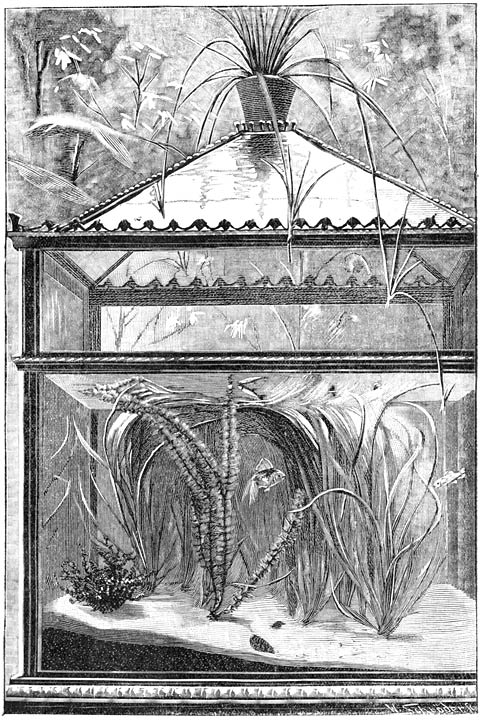 Fig. 258. Gesloten aquarium met onder water groeiende planten.