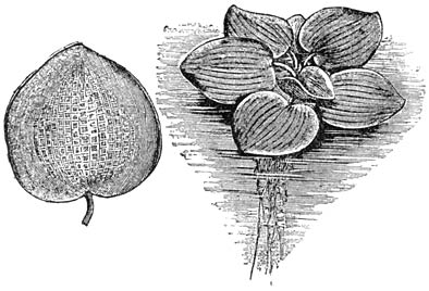 Fig. 265. Trianea bogotensis.