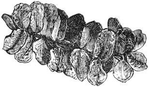 Fig. 266. Salvinia natans (bovenzijde.)