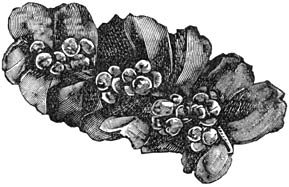 Fig. 267. Salvinia natans (onderzijde.)