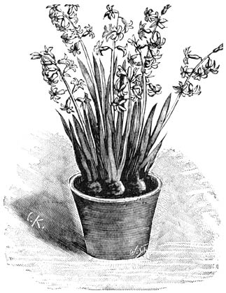 Fig. 272. Romeinsche Hyacint.
