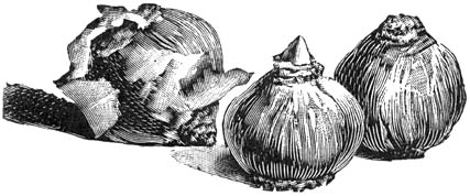 Fig. 273. Hyacinthen bollen.