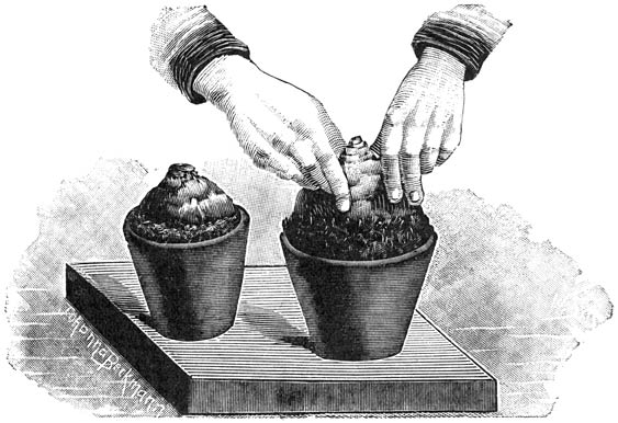 Fig. 274. Het oppotten van Hyacinten-bollen.