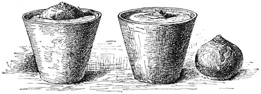 Fig. 275. Links een te hoog, rechts een goed opgepotte Hyacinten-bol.