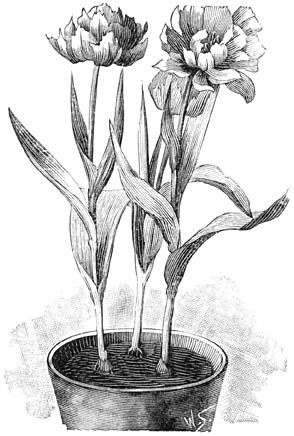 Fig. 288. Gevulde Tulpen.