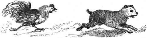Bitters being chased by a rooster